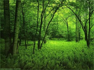 green_forest